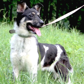 Собаки в добрые руки - Соня - 2