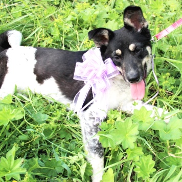 Собаки в добрые руки - Соня - 3