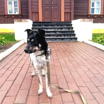 Собаки в добрые руки - Соня - 4