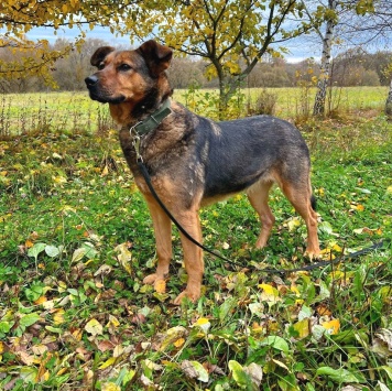 Собаки в добрые руки - Эльза