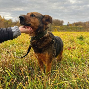 Собаки в добрые руки - Эльза - 1