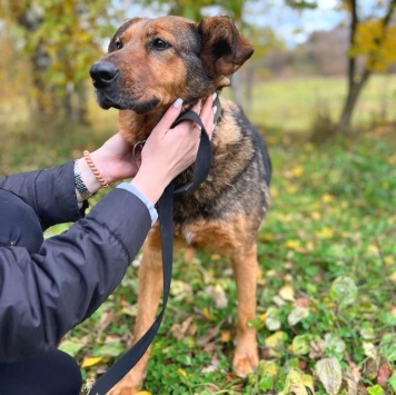 Собаки в добрые руки - Эльза - 2