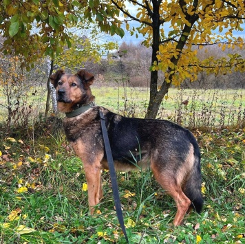 Собаки в добрые руки - Эльза - 3