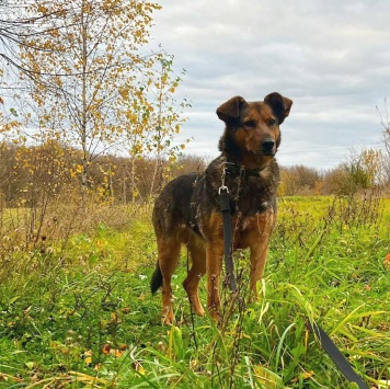 Собаки в добрые руки - Эльза - 4