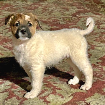 Собаки в добрые руки - Щенок