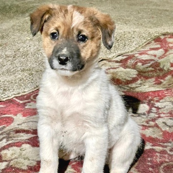 Собаки в добрые руки - Щенок - 1