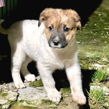 Собаки в добрые руки - Щенок - 2