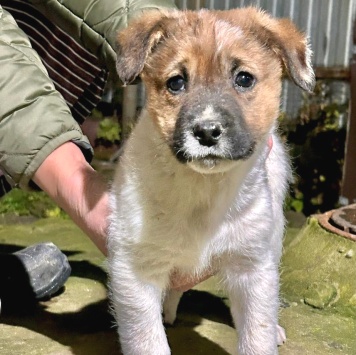 Собаки в добрые руки - Щенок - 3