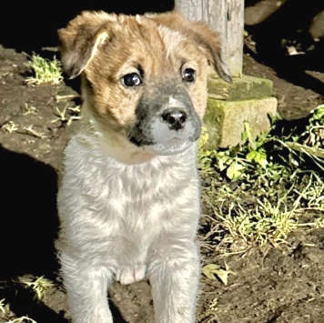 Собаки в добрые руки - Щенок - 4