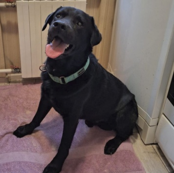 Собаки в добрые руки - Дэни