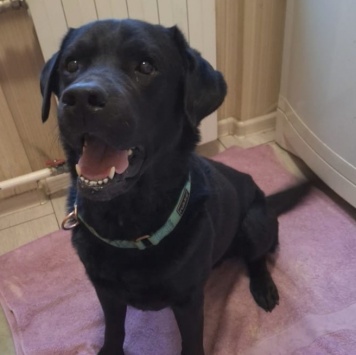 Собаки в добрые руки - Дэни - 1