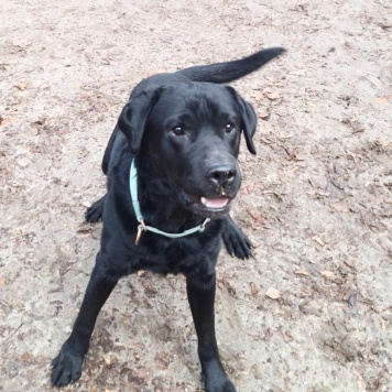 Собаки в добрые руки - Дэни - 2