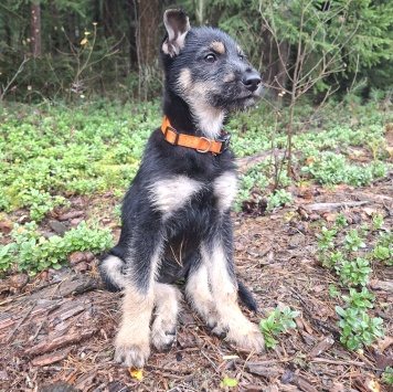 Собаки в добрые руки - Грейси