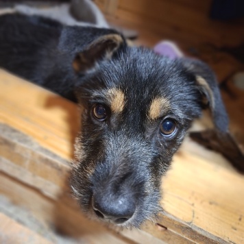 Собаки в добрые руки - Грейси - 1