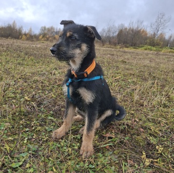 Собаки в добрые руки - Грейси - 2