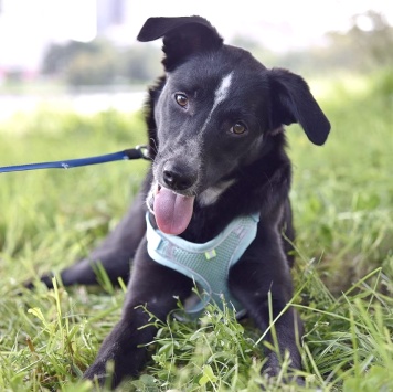 Собаки в добрые руки - Синан