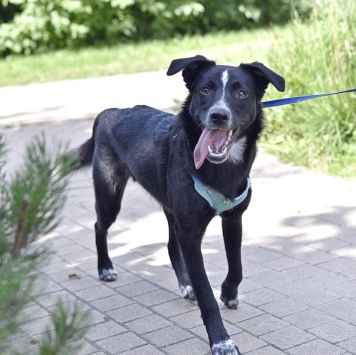 Собаки в добрые руки - Синан - 1