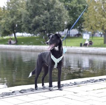 Собаки в добрые руки - Синан - 2