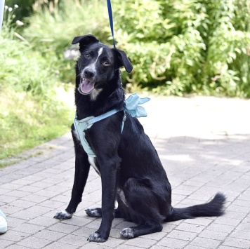 Собаки в добрые руки - Синан - 3
