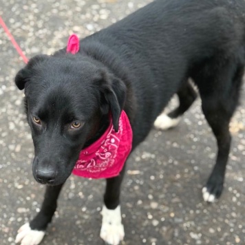 Собаки в добрые руки - Янка - 1