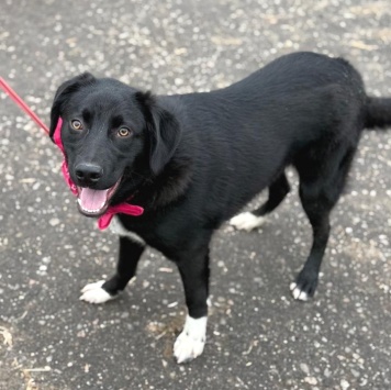 Собаки в добрые руки - Янка - 2