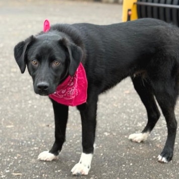 Собаки в добрые руки - Янка - 3