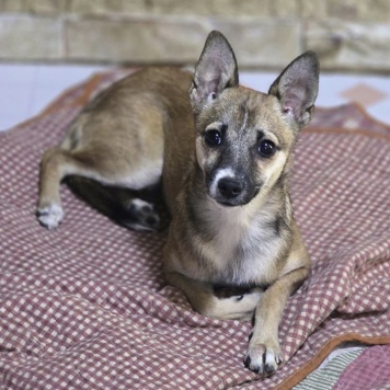 Собаки в добрые руки - Шурка