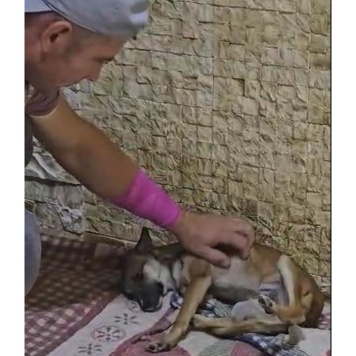 Собаки в добрые руки - Шурка - 1