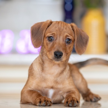 Собаки в добрые руки - Тутси