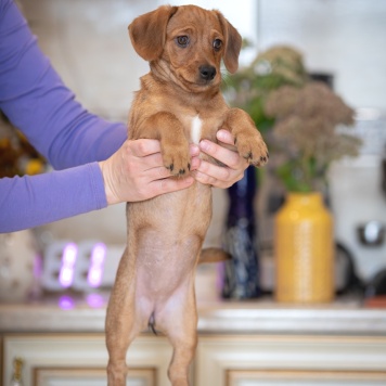 Собаки в добрые руки - Тутси - 1