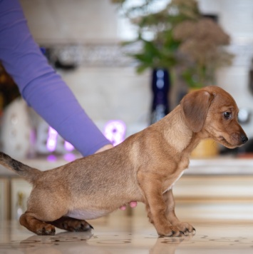 Собаки в добрые руки - Тутси - 2