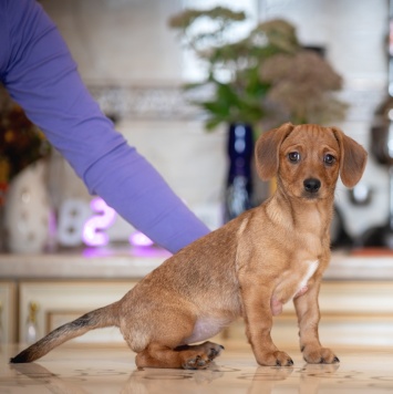 Собаки в добрые руки - Тутси - 3