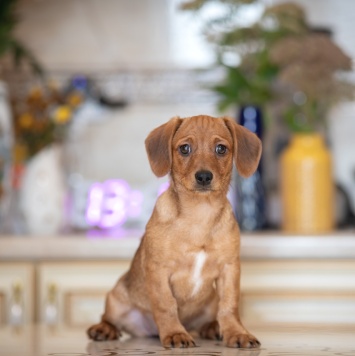 Собаки в добрые руки - Тутси - 4