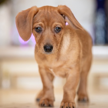 Собаки в добрые руки - Пикси