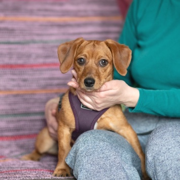 Пинки - Собаки в добрые руки