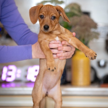 Собаки в добрые руки - Пикси - 1