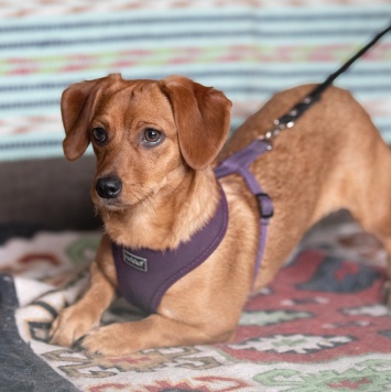 Собаки в добрые руки - Пинки - 1