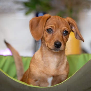 Собаки в добрые руки - Пикси - 2