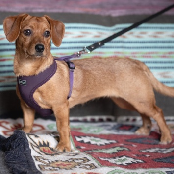 Собаки в добрые руки - Пинки - 2