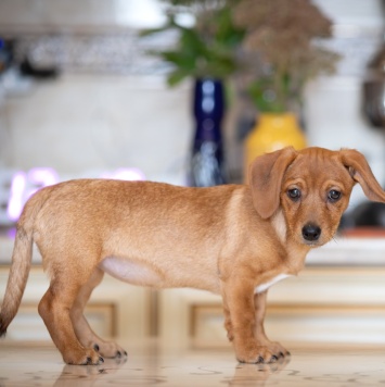 Собаки в добрые руки - Пикси - 3