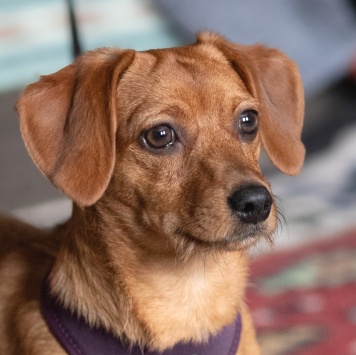 Собаки в добрые руки - Пинки - 3