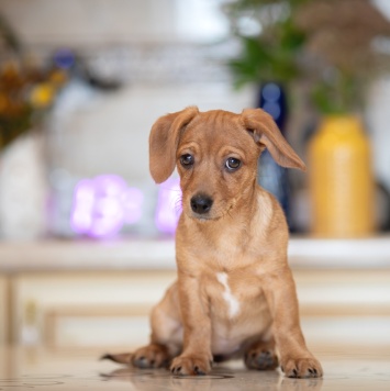 Собаки в добрые руки - Пикси - 4