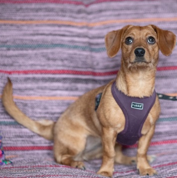 Собаки в добрые руки - Пинки - 4