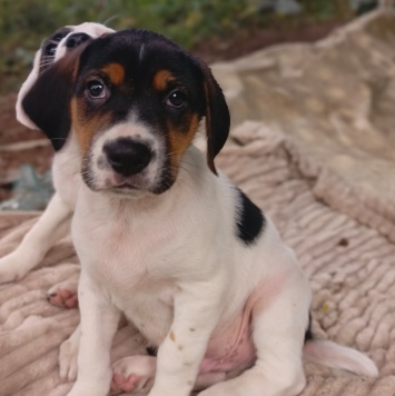 Кевин - Собаки в добрые руки