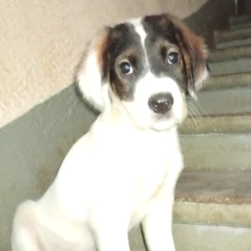 Кевин - Собаки в добрые руки