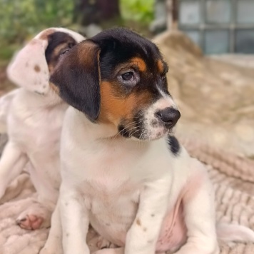 Собаки в добрые руки - Кевин - 1