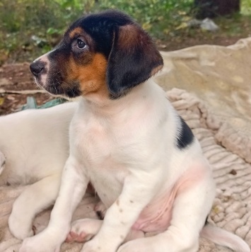 Собаки в добрые руки - Кевин - 2