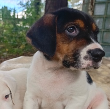Собаки в добрые руки - Кевин - 3