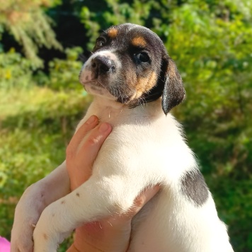 Собаки в добрые руки - Кевин - 4