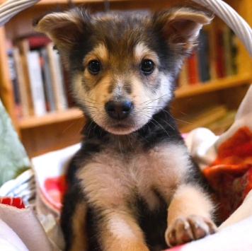 Собаки в добрые руки - Ринго